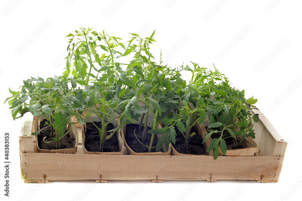 plants de tomates plants de tomates