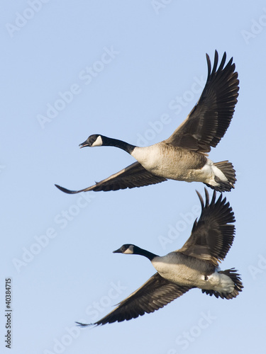 Pair Flying Geese © Steve Oehlenschlager