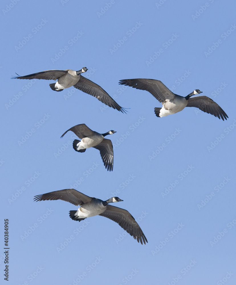 Obraz premium Flying Geese