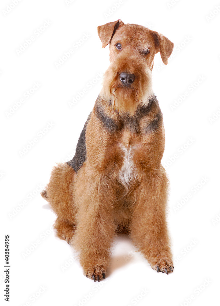 dog Airedale dog Airedale
