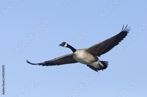 Flying Goose