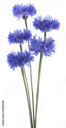 Fototapeta Naklejka Na Ścianę i Meble -  cornflower