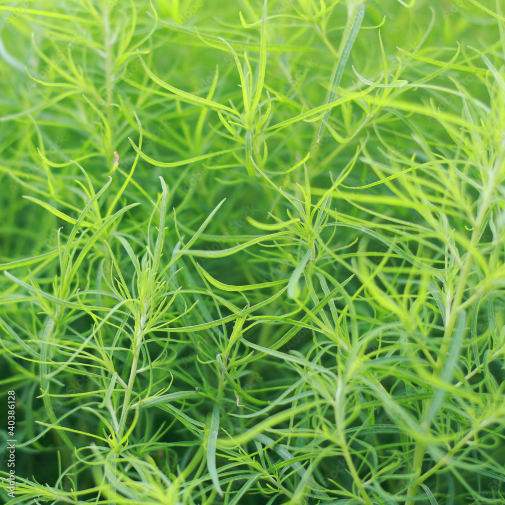 Spring. Verdure. Spring. Verdure.