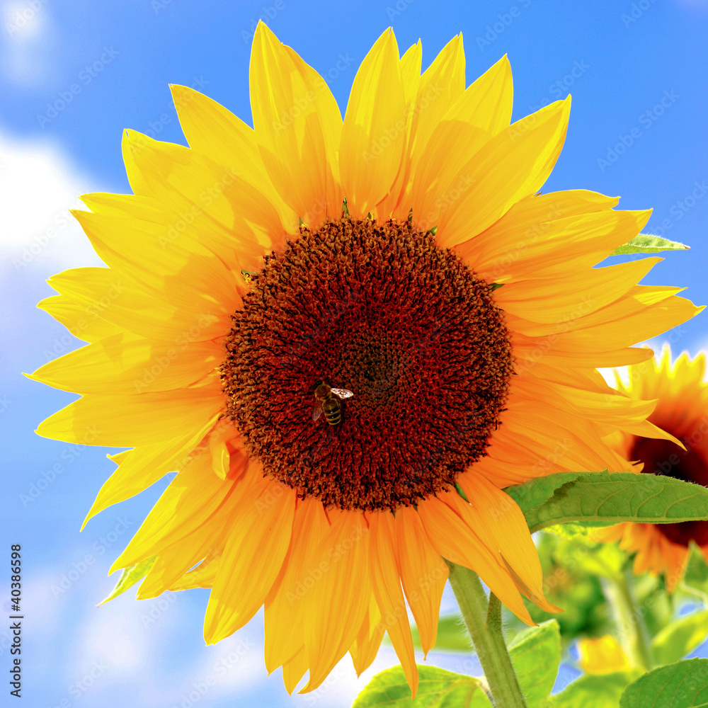 Obraz premium Sonnenblume