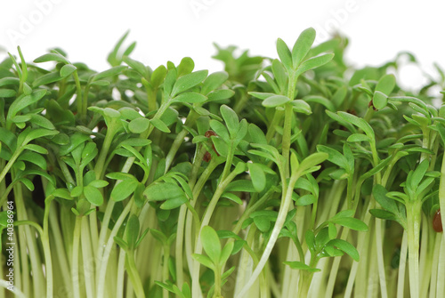 Isolated Garden Cress Sprouts