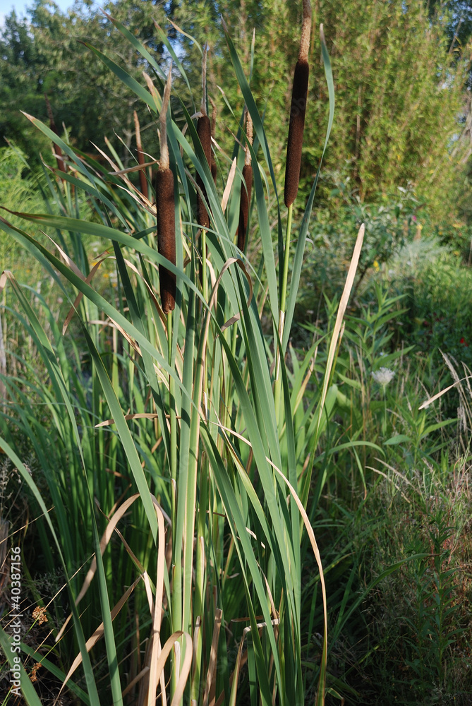 Reed Reed