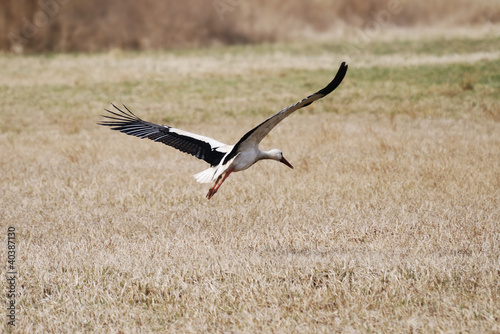 Flying Stork © manfredxy