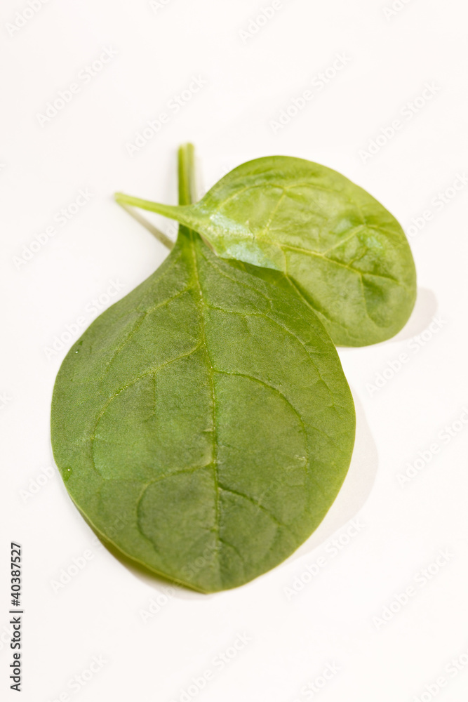 Fototapeta premium fresh spinach