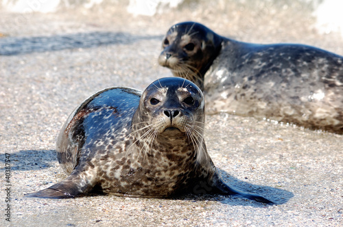 Foca