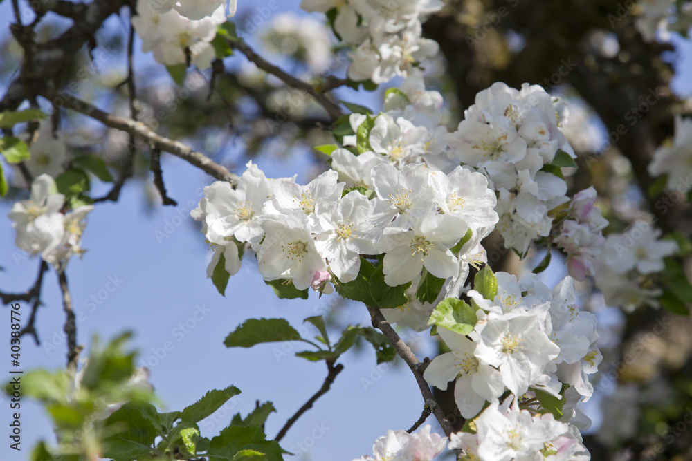 apfelblüte apfelblüte