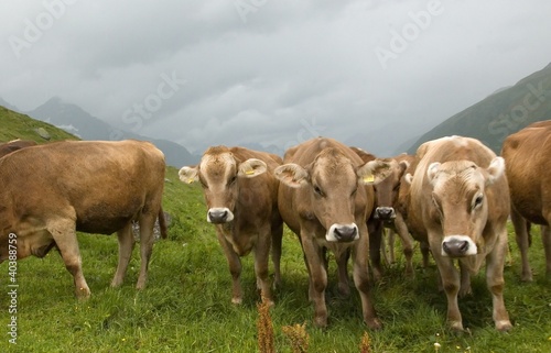 Swiss milk cows