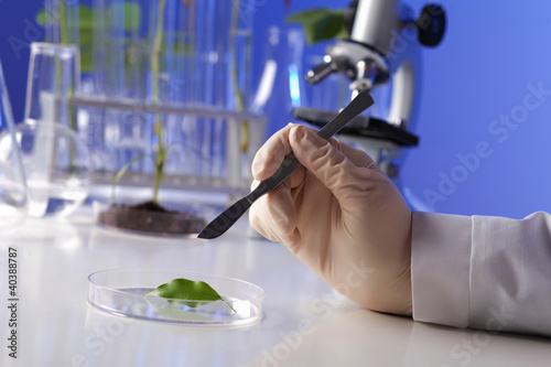 Green plants in biology laborotary photo