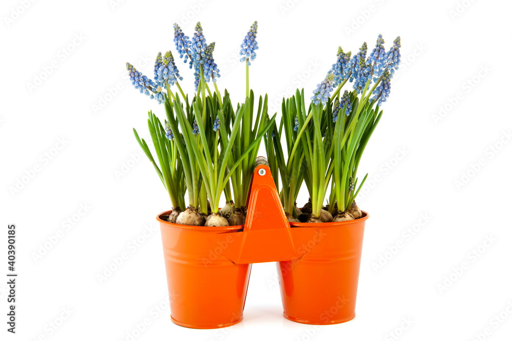 Fototapeta premium Blue Grape Hyacinths