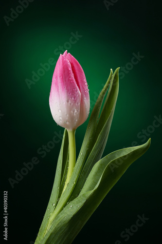 Canvas Print tulip with water drops on dark green background