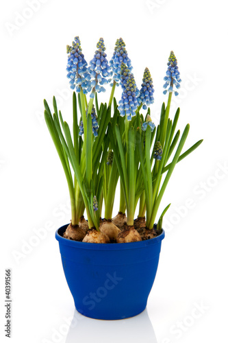 Fototapeta Naklejka Na Ścianę i Meble -  Blue Grape Hyacinths