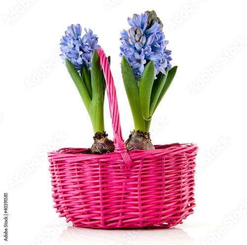 Blue Hyacinths in pink basket