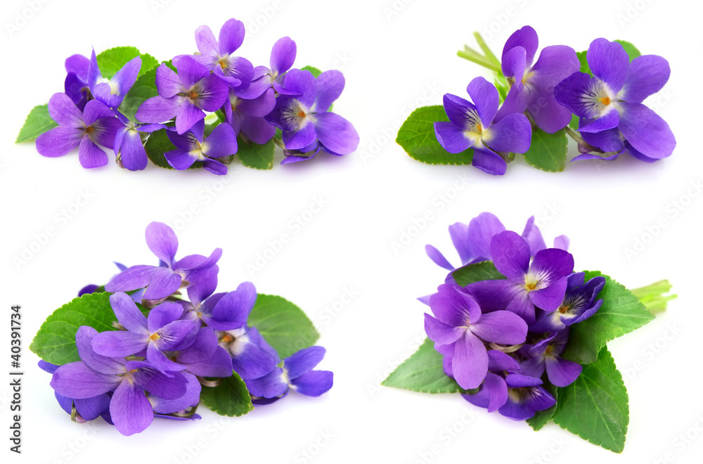 Wood violets flowers - obrazy, fototapety, plakaty 