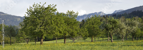 frühling in oberbayern mit wendelstein im hintergrund photo