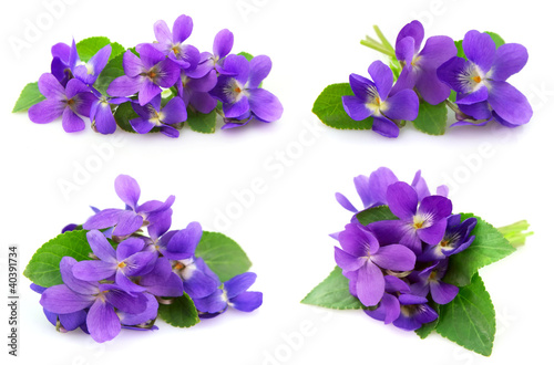 Wood violets flowers photo