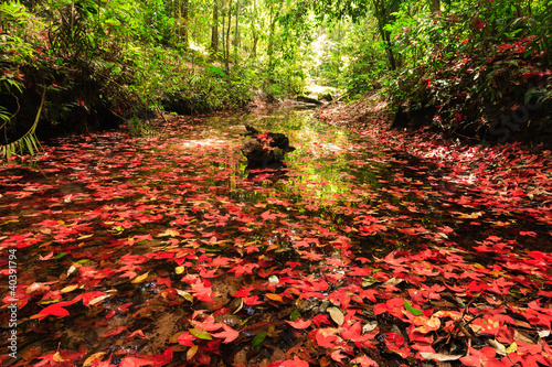 Red maple leaf during fall at Phukradung National Park