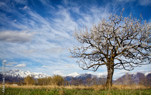 Apricot tree blooming in a mountain landscape