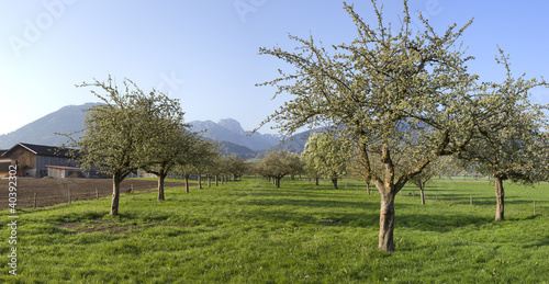 apfelblüte in oberbayern mit blick zum wendelstein