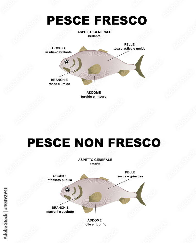 Come riconoscere il pesce fresco Stock Vector | Adobe Stock