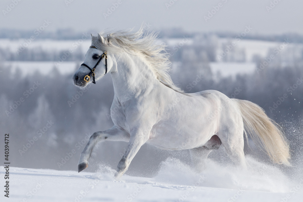 Fototapeta premium Biały koń galopuje w polu