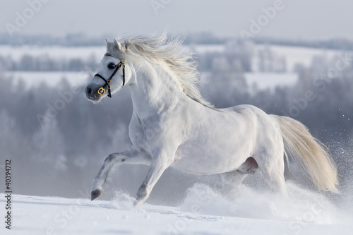 White horse gallops in field