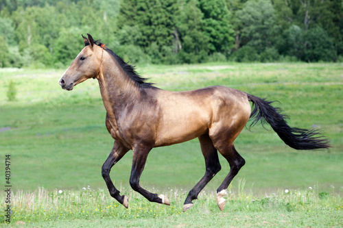Fototapeta Naklejka Na Ścianę i Meble -  Ahal-Teke horse gallops in field