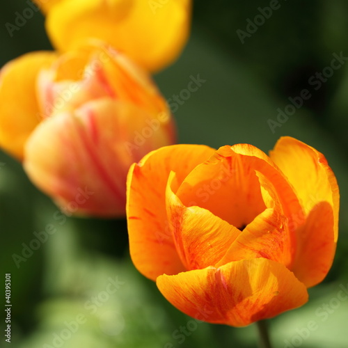 Closeup of orange tulip