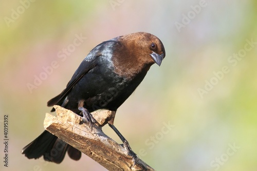 Brown Headed Cowbird
