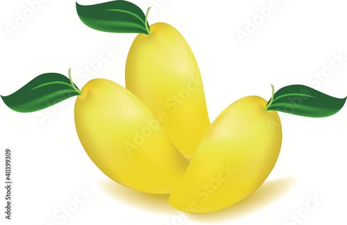 Vector of a mango fruit and leaf