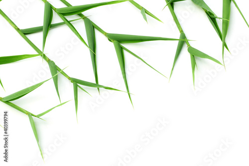 Decorative green bamboo leaves © Swapan