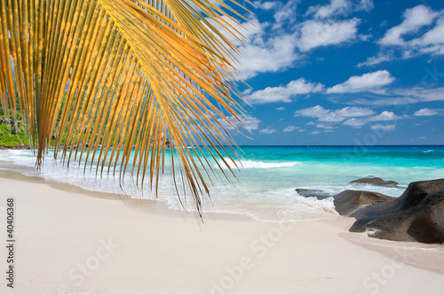 Fototapeta Naklejka Na Ścianę i Meble -  plage sous les cocotiers aux Seychelles