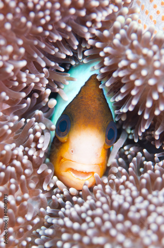 Barrier reef Anemonefish