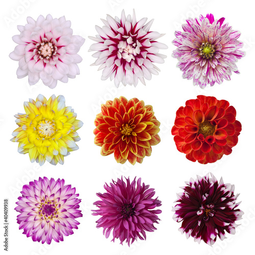 Tela collection of dahlia daisies isolated on white background