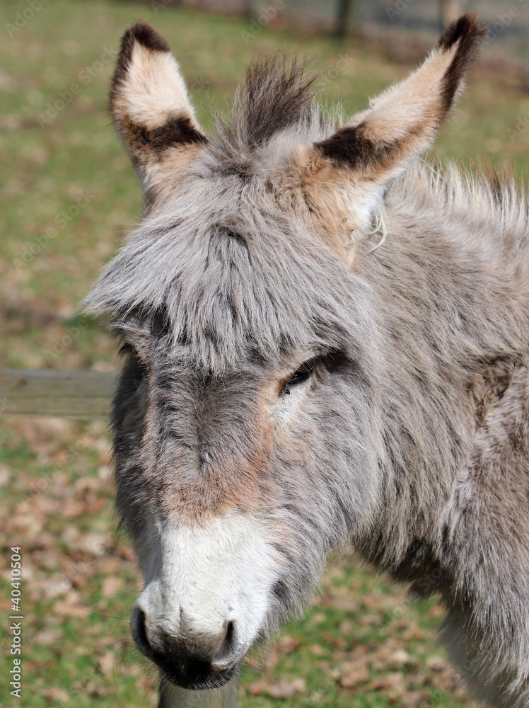 Eselportrait