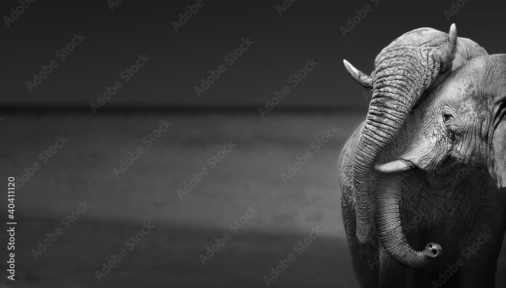 Fototapeta premium Elephants interacting