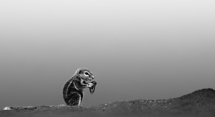 Aluminium schilderij Zwart wit Ground squirrel  © JohanSwanepoel