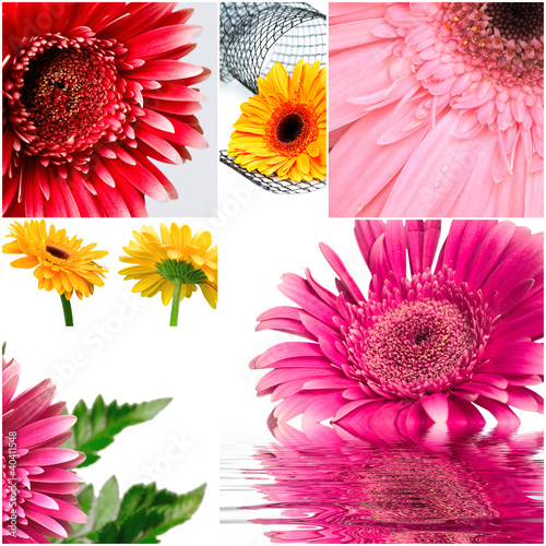 gerbera flowers of red and ...