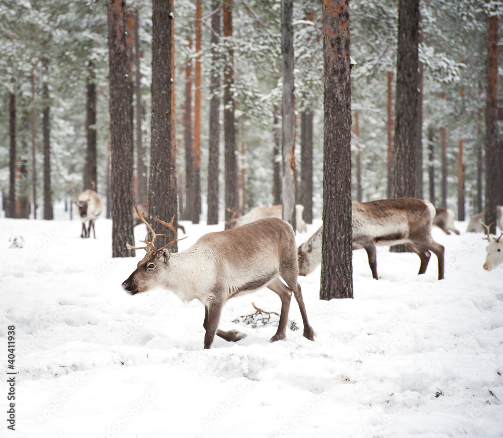 reindeer reindeer