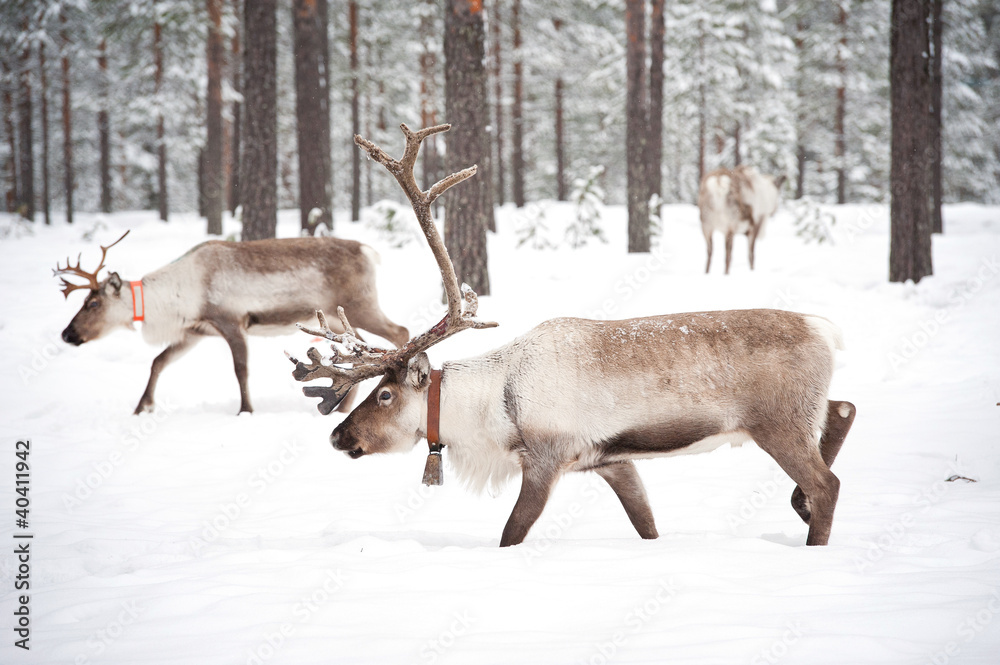 reindeer reindeer