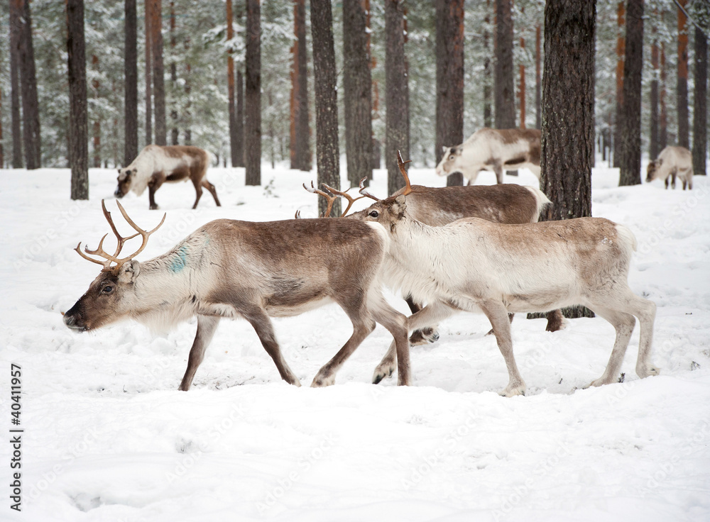 reindeer reindeer