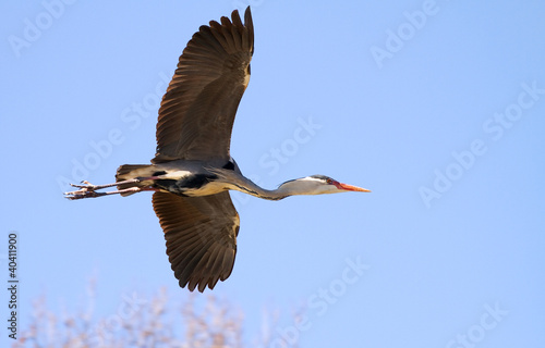 Grey heron in flight. Ardea...