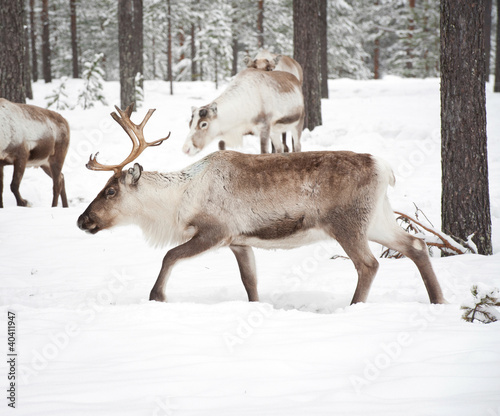 reindeer