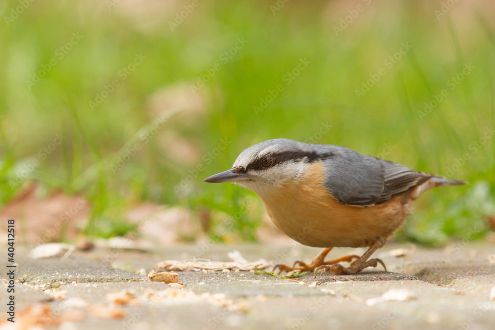 Obraz premium A Nuthatch on the ground