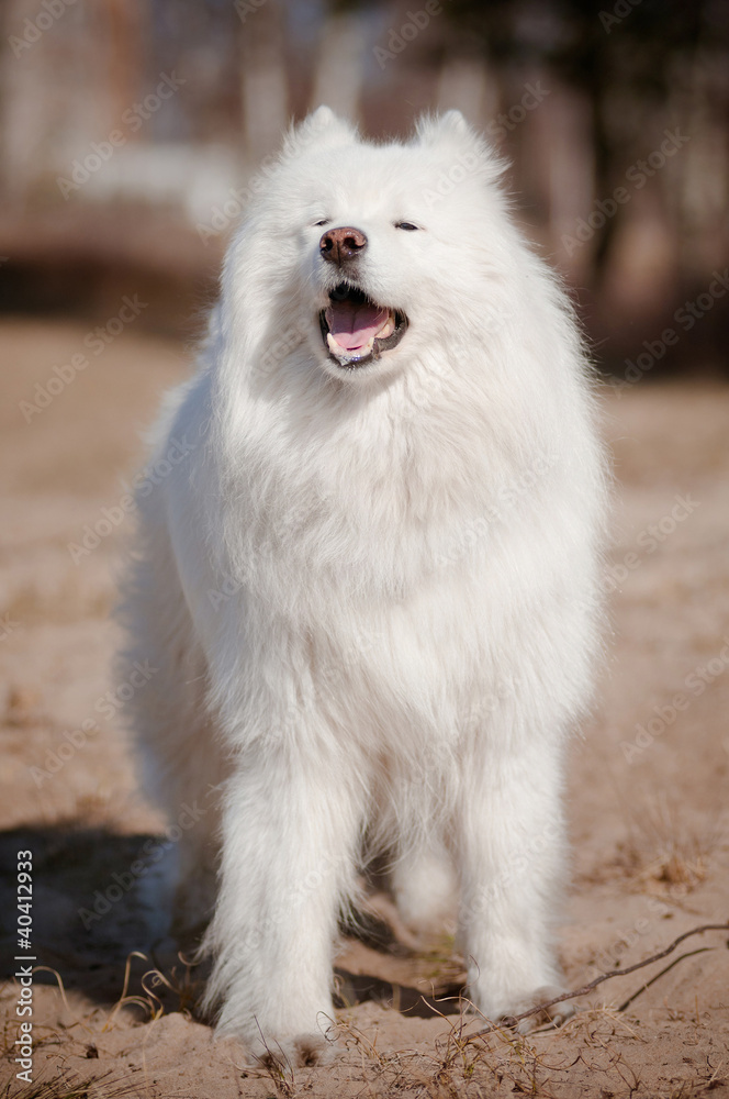 samoyed dog smiling portrait