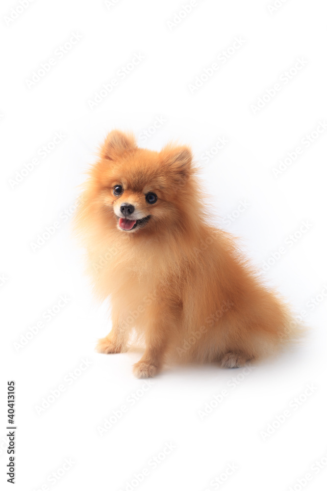 pomeranian dog sitting in front of white pomeranian dog sitting in front of white