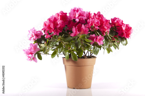 Flowers in a pot